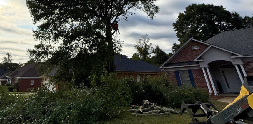 shrub removal