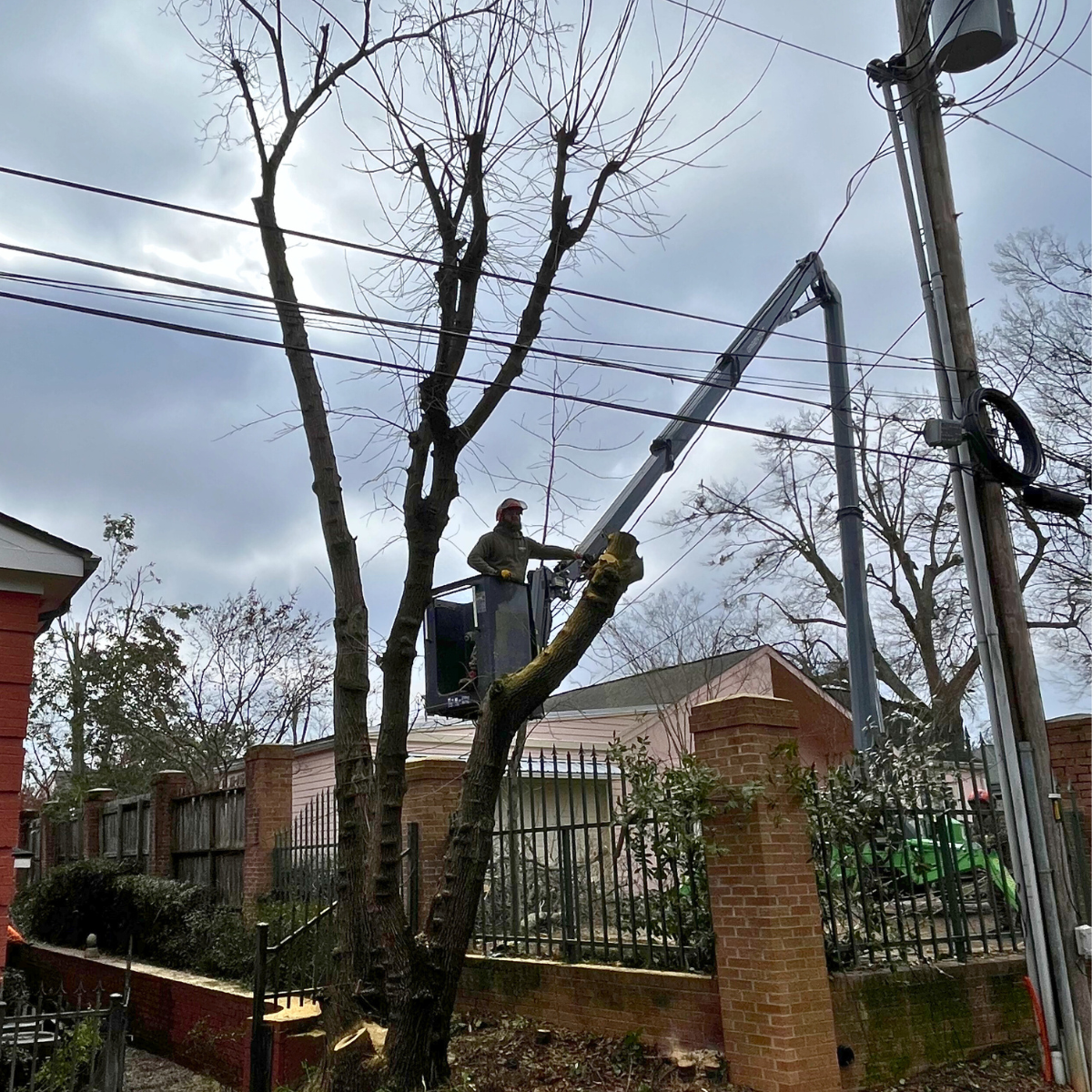 Tree Service in Harris County GA