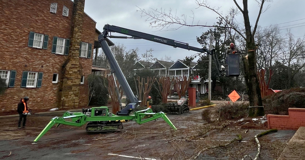 Timbr Wolf Tree Service pruning tree branches in Auburn AL
