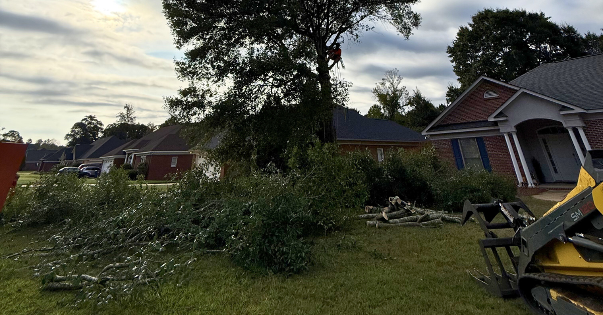 Tree trimming service in Lee County Alabama improving canopy shape