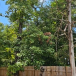 Yellowing Tree Leaves in Lee County, AL: Is it Drought or Disease?