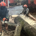 tree removal
